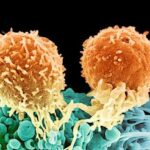 Mathematical Perspectives in the Biology and Therapeutics of Cancer