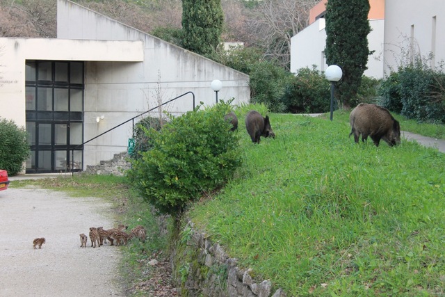 Wild boars with piglets in front of CIRM library